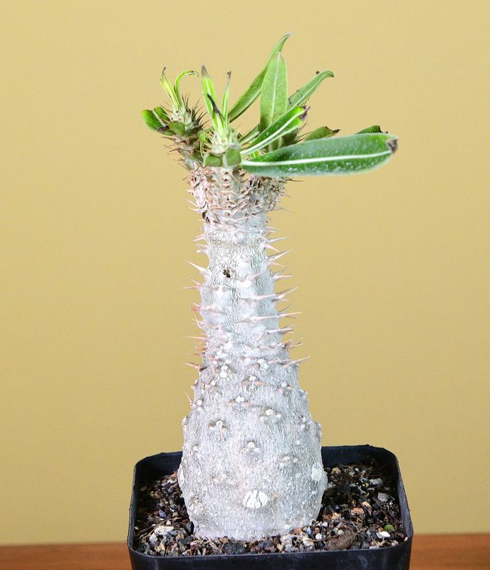 Pachypodium rosulatum subsp. gracilius Pachypodium rosulatum subsp. gracilius front view