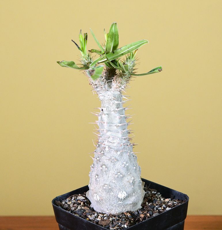 Pachypodium rosulatum subsp. gracilius front view, different angle