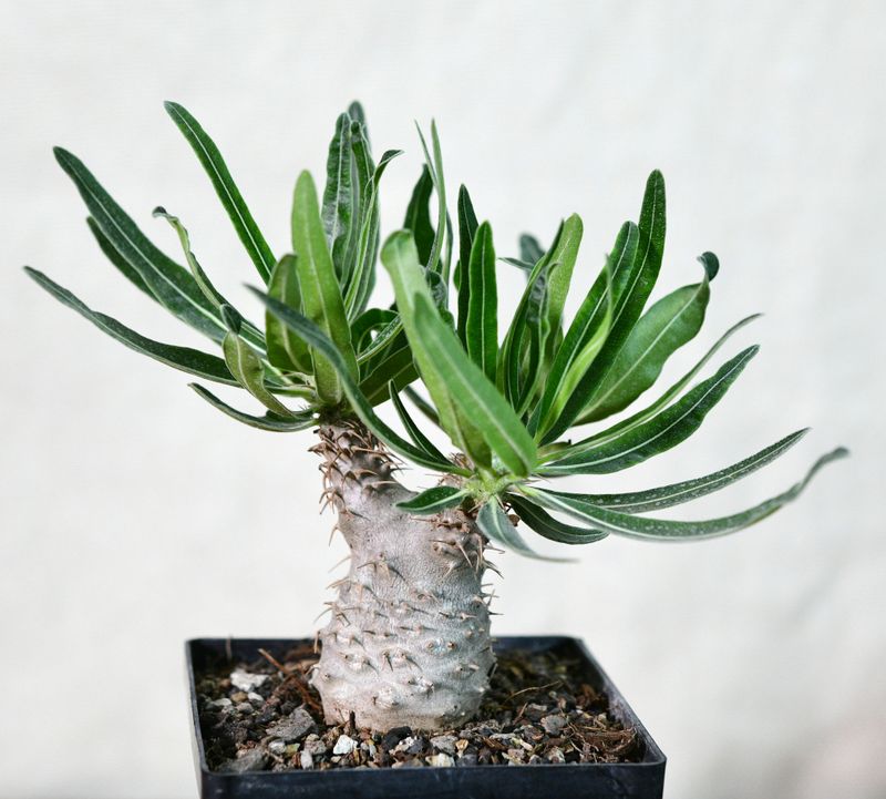 Pachypodium rosulatum subsp. gracilius Pachypodium rosulatum subsp. gracilius in black square pot