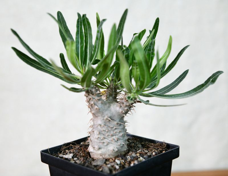 Pachypodium rosulatum subsp. gracilius from side view