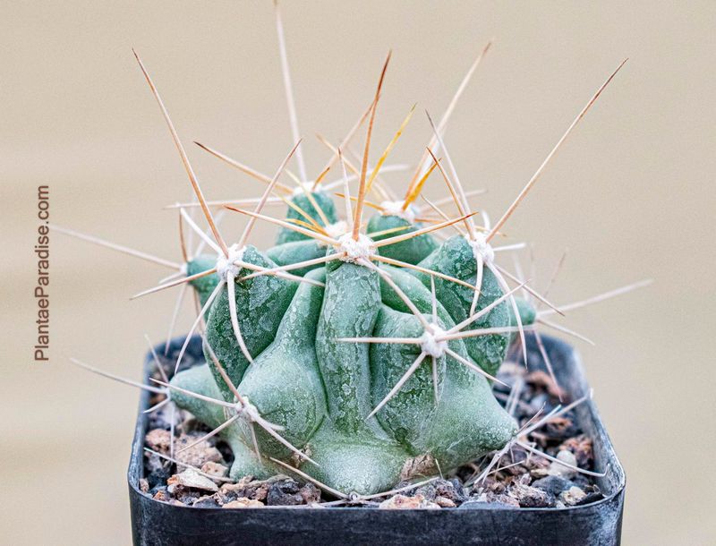 Ferocactus echidne
