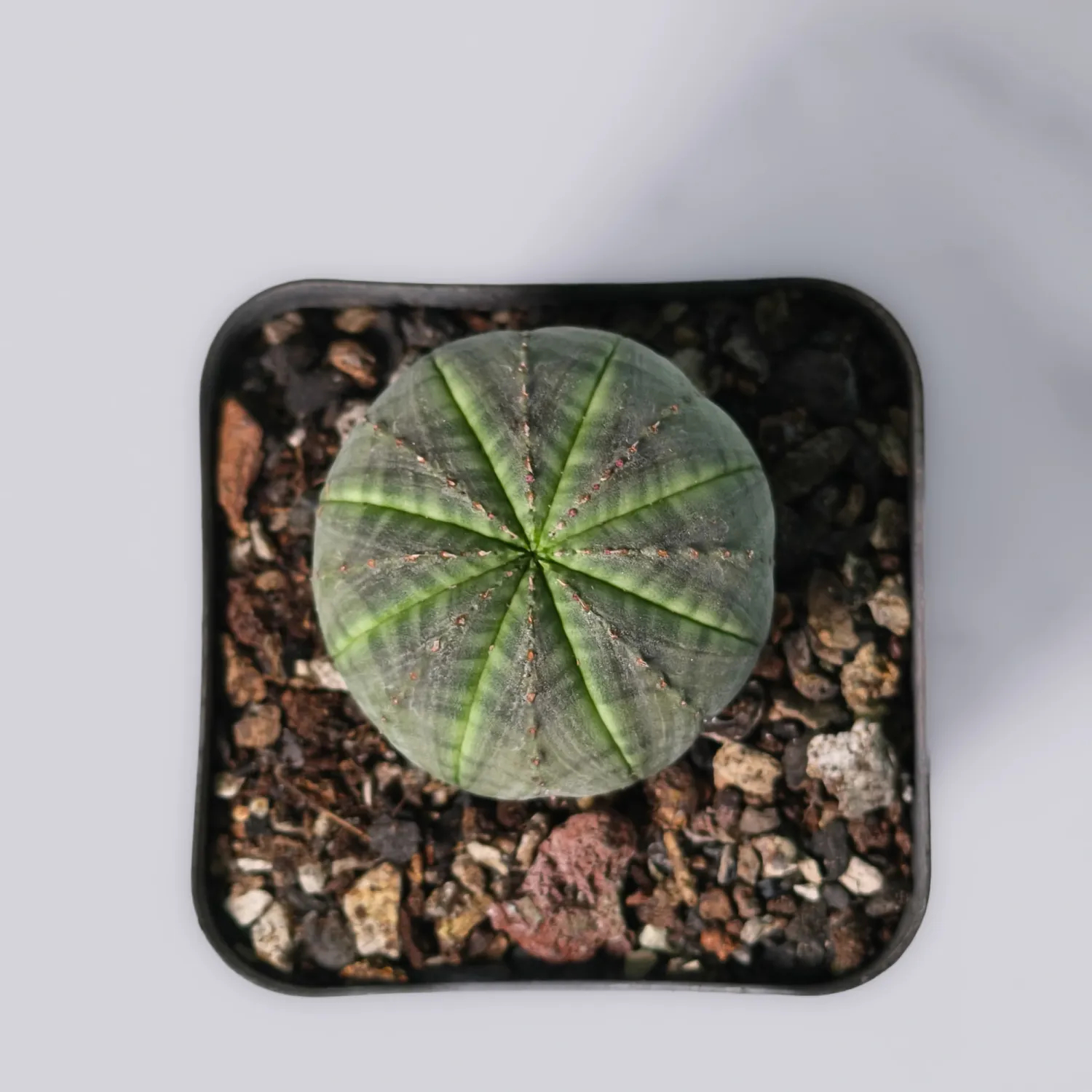 Euphorbia obesa