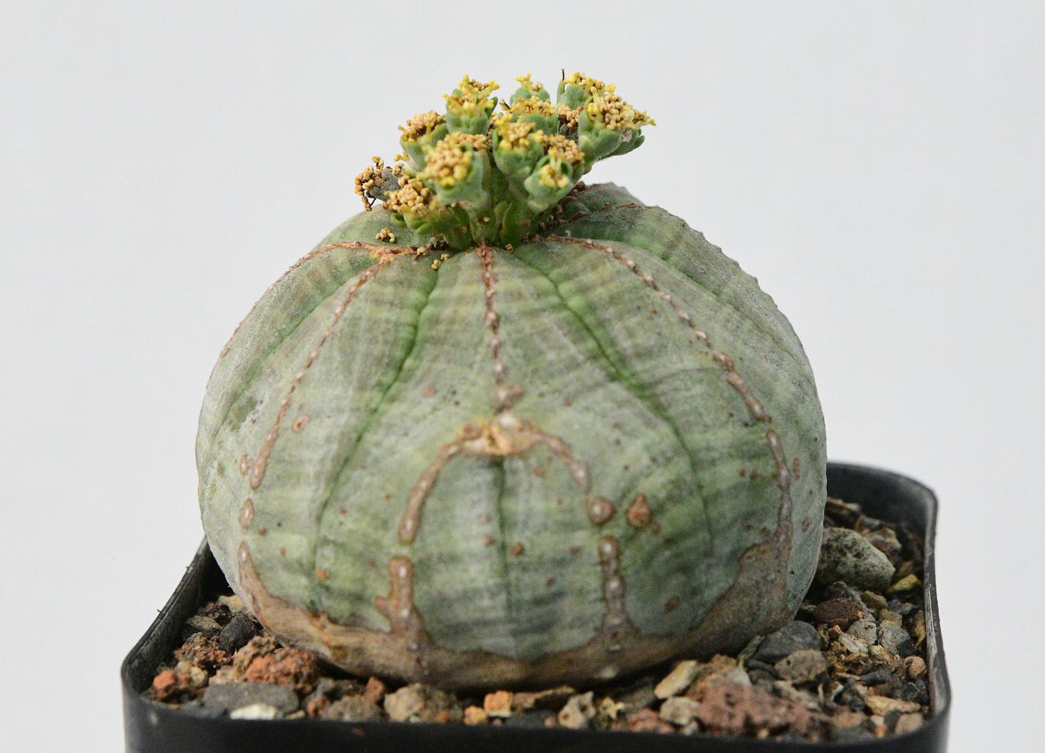 Euphorbia obesa