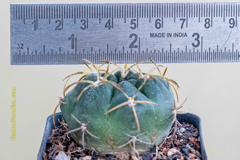 Gymnocalycium Gibbosum