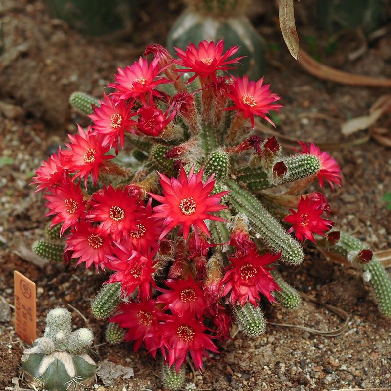 Chamaecereus hybrid 'Tristar' (Peanut Cactus With Red Pointed Petals)