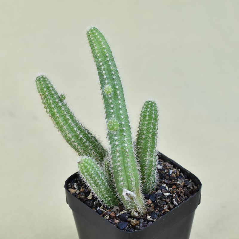 Chamaecereus hybrid 'Tristar' (Peanut Cactus With Red Pointed Petals)