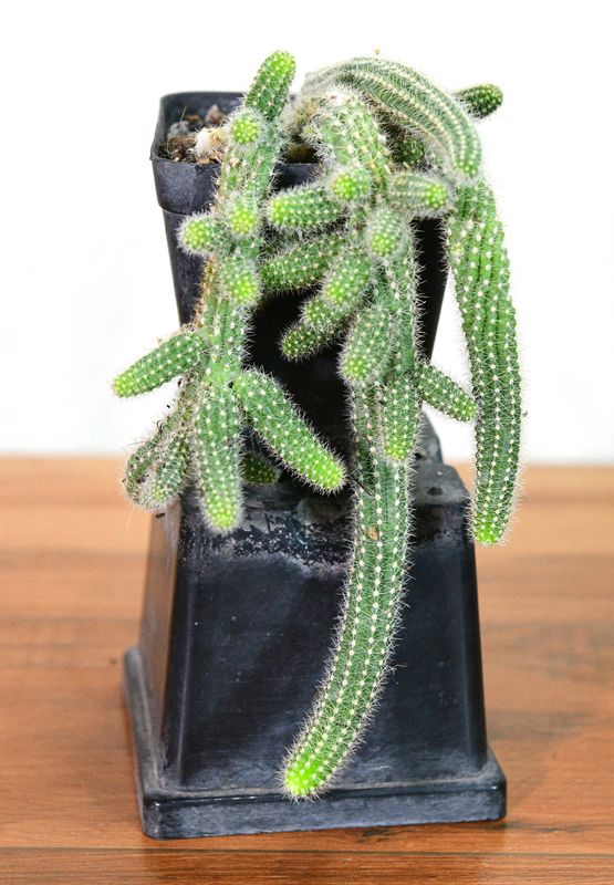 Chamaecereus hybrid 'Tristar' (Peanut Cactus With Red Pointed Petals) trailing stems in potted container