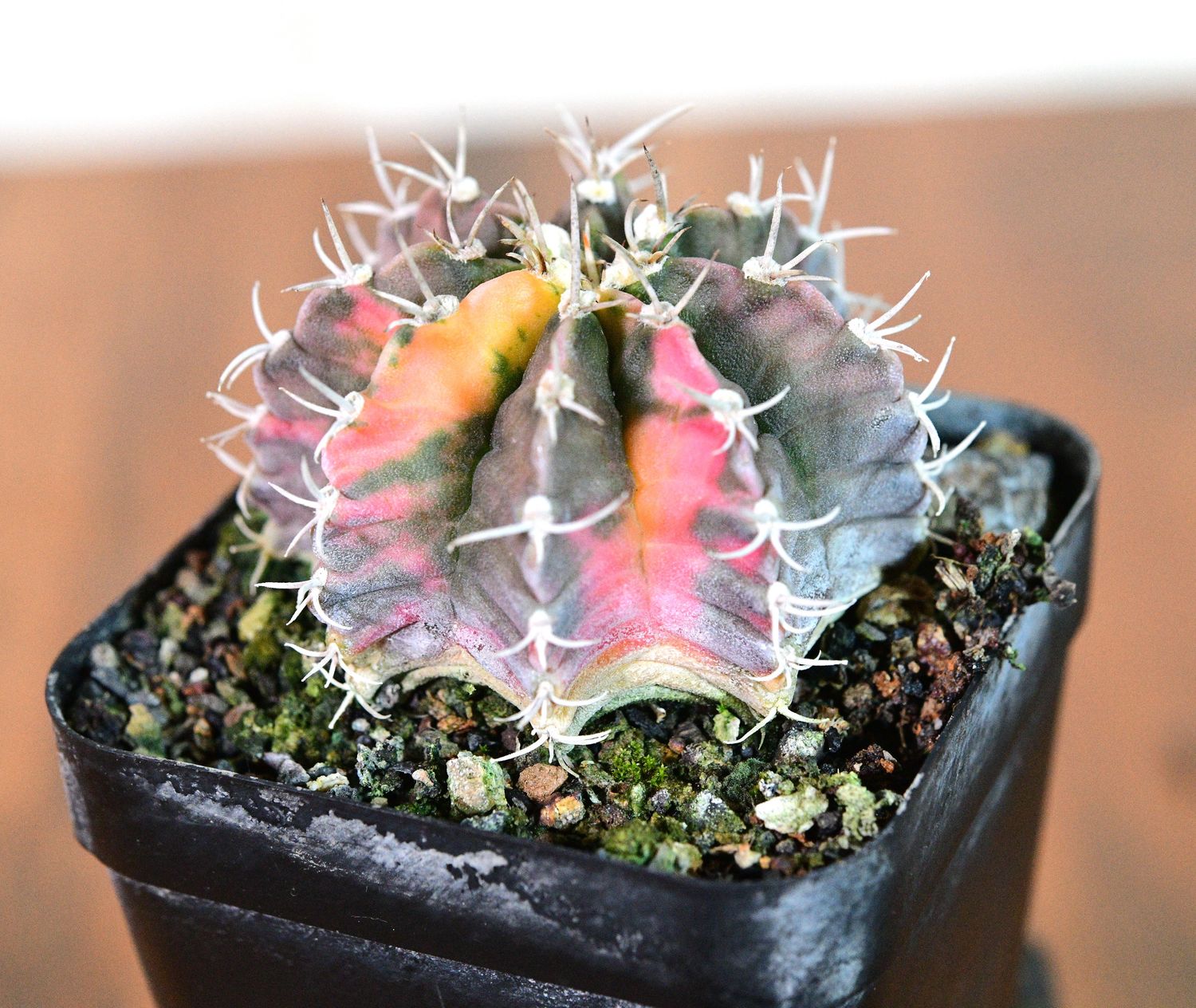 Gymnocalycium LB Hybrid Variegated tilted side view