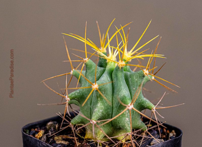 Ferocactus glaucescens front view