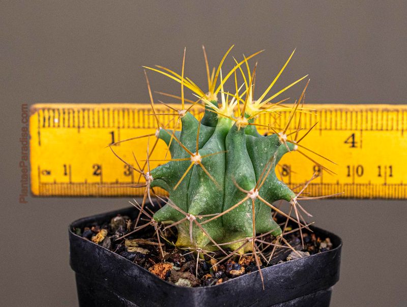 Ferocactus glaucescens with ruler for size reference