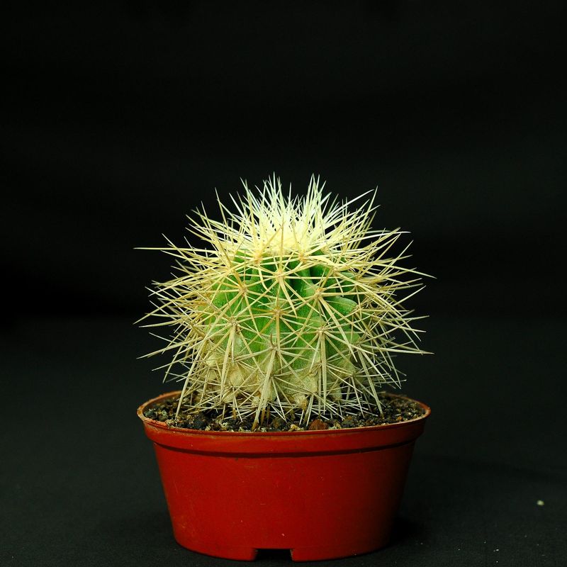 Echinocactus grussoni Albispinus