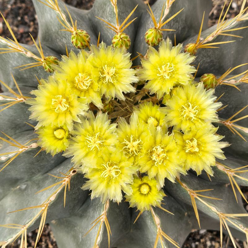 Ferocactus glaucescens Inermis large plant