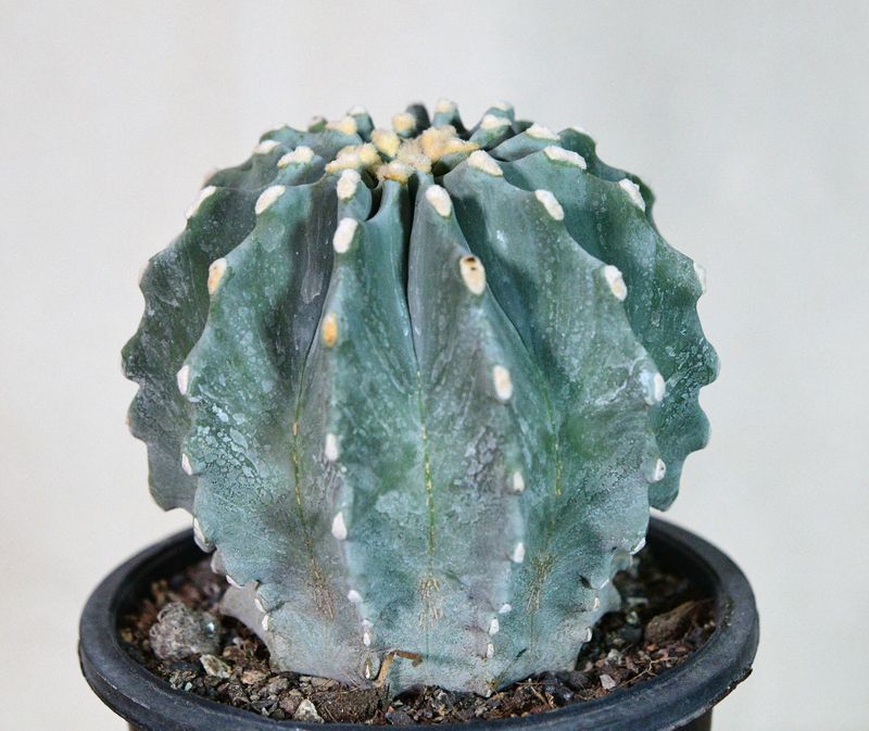 Ferocactus glaucescens Inermis large plant