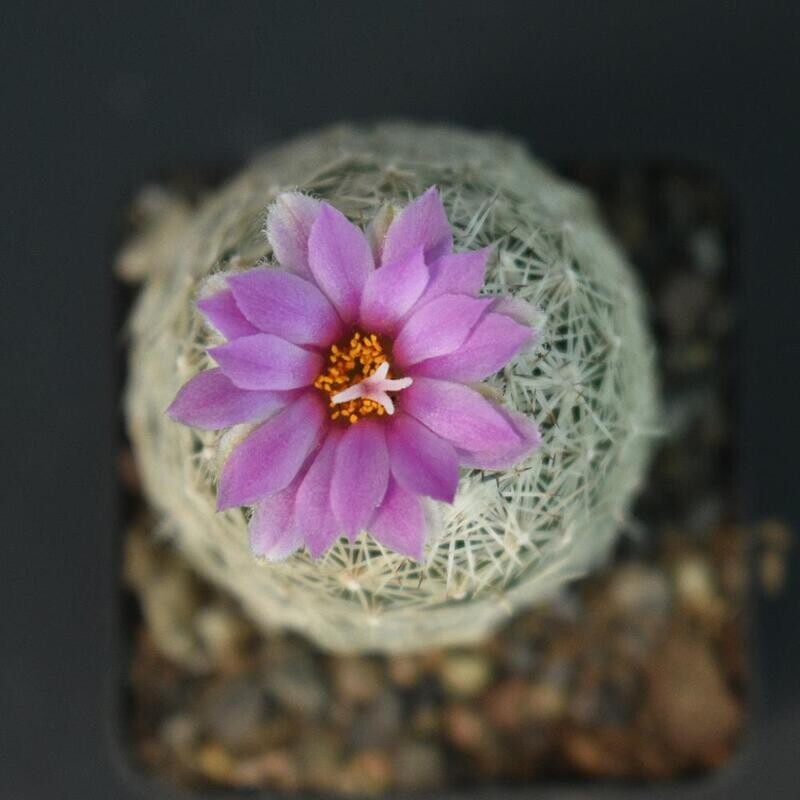 Escobaria Hesteri in bloom with pink flower, top-down