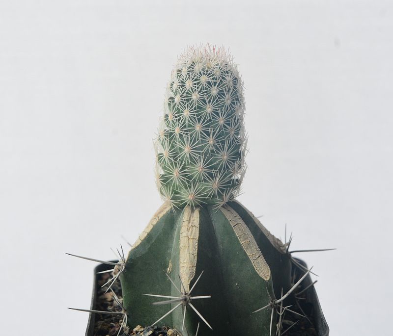 Escobaria Hesteri front view