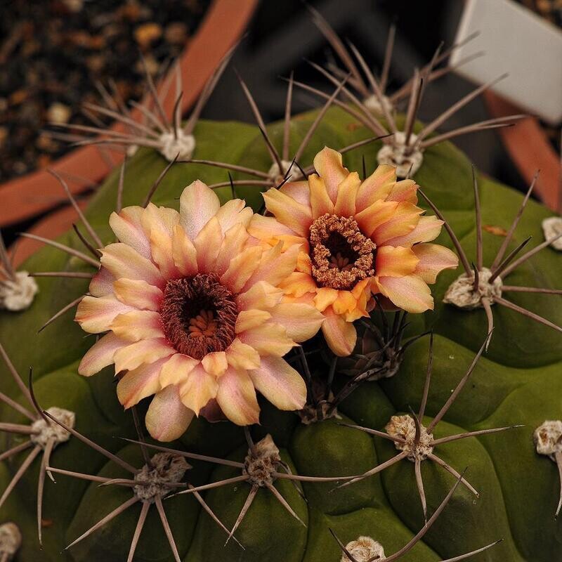 Gymnocalycium pflanzii