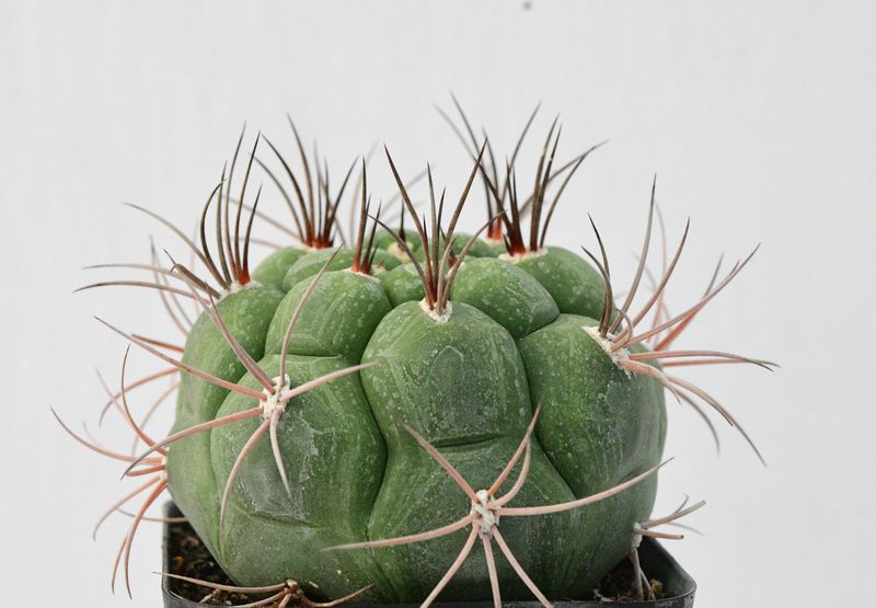 Gymnocalycium pflanzii