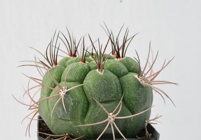 Gymnocalycium pflanzii  Pink Flowering South American Cactus
