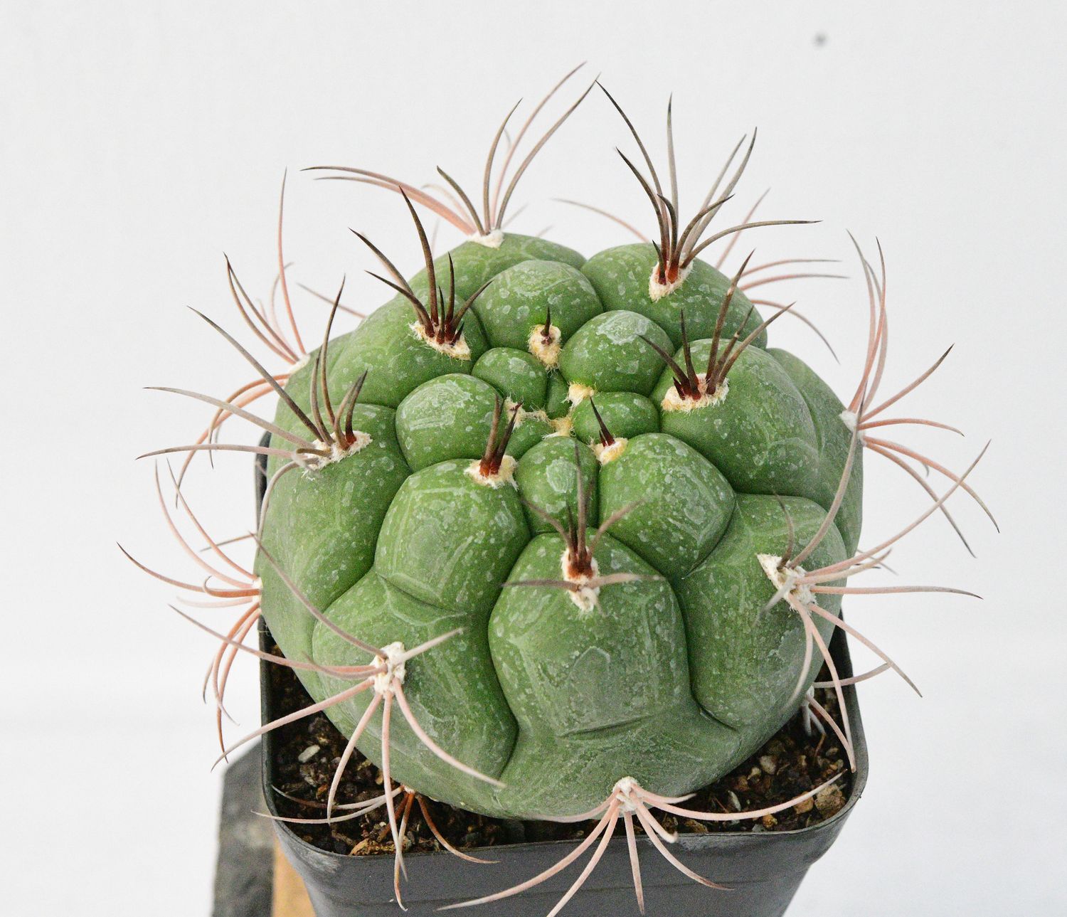 Gymnocalycium pflanzii  Pink Flowering South American Cactus