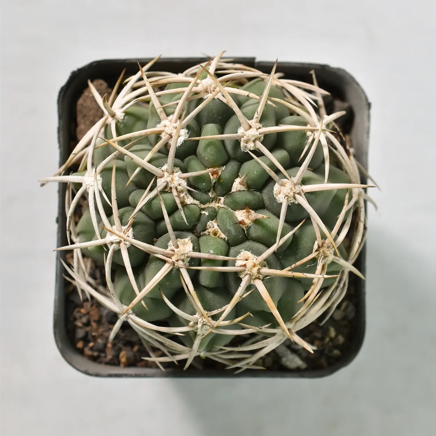 Gymnocalycium ferox (Gymnocalycium castellanosii)