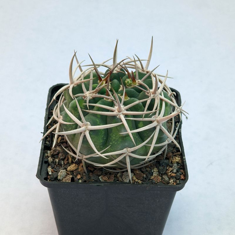 Gymnocalycium ferox (Gymnocalycium castellanosii)