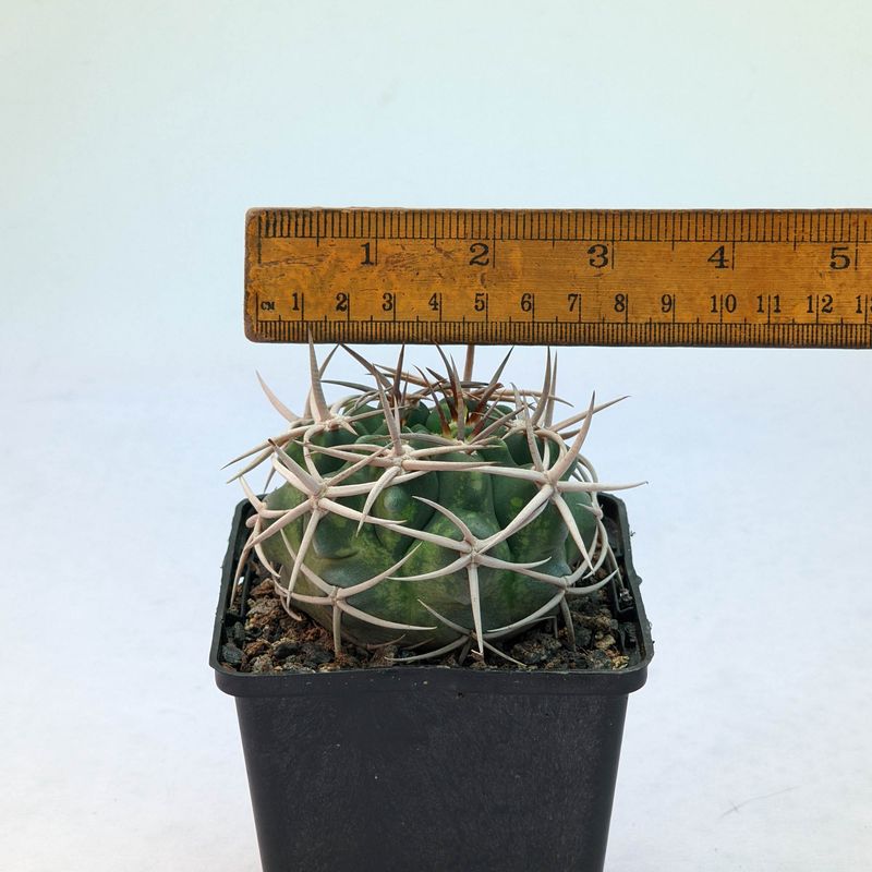 Gymnocalycium ferox with ruler for size reference