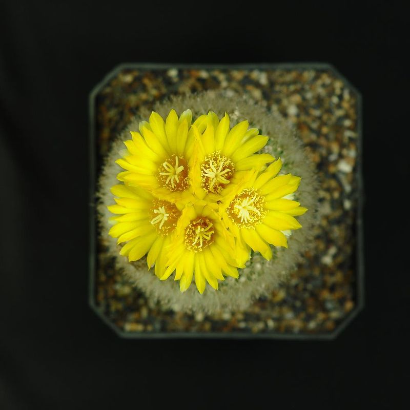 Parodia Aureispina