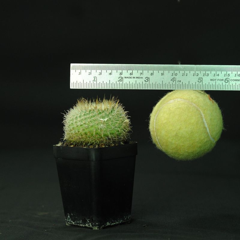 Parodia Aureispina