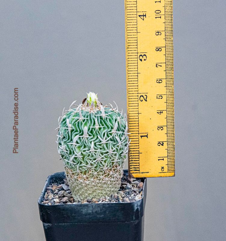 Stenocactus Phyllacanthus CH228 ex Stenocactus Tricuspidatus