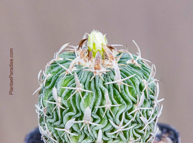 Stenocactus Phyllacanthus CH228 ex Stenocactus Tricuspidatus