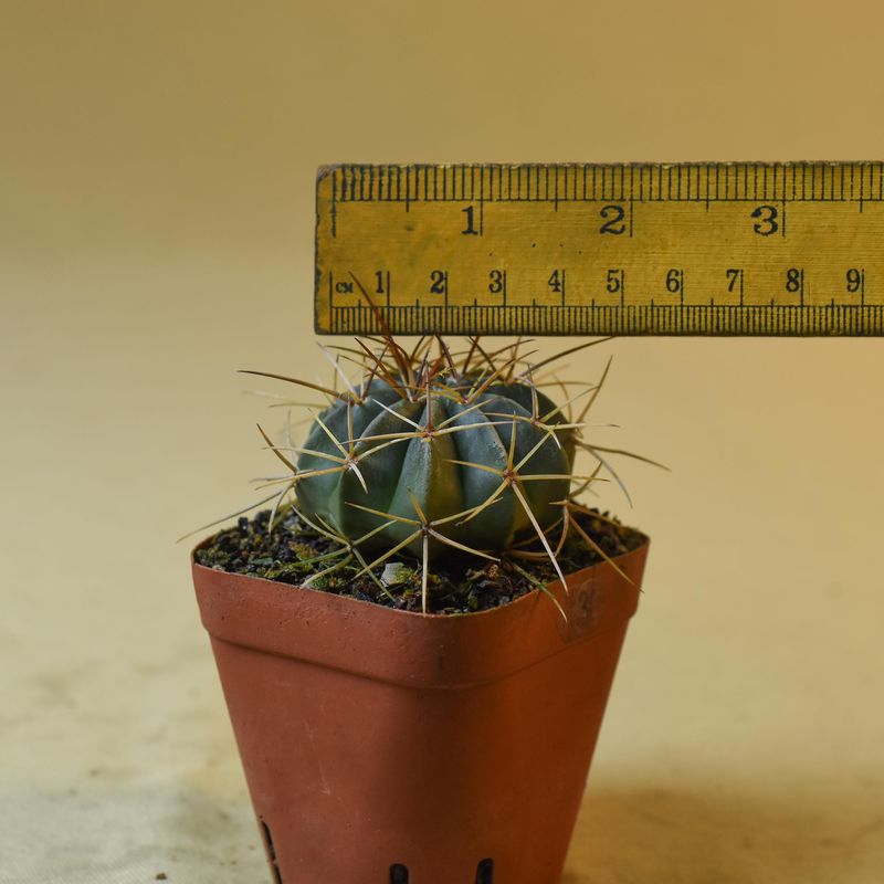 Melocactus bahiensis seedling with ruler for size reference