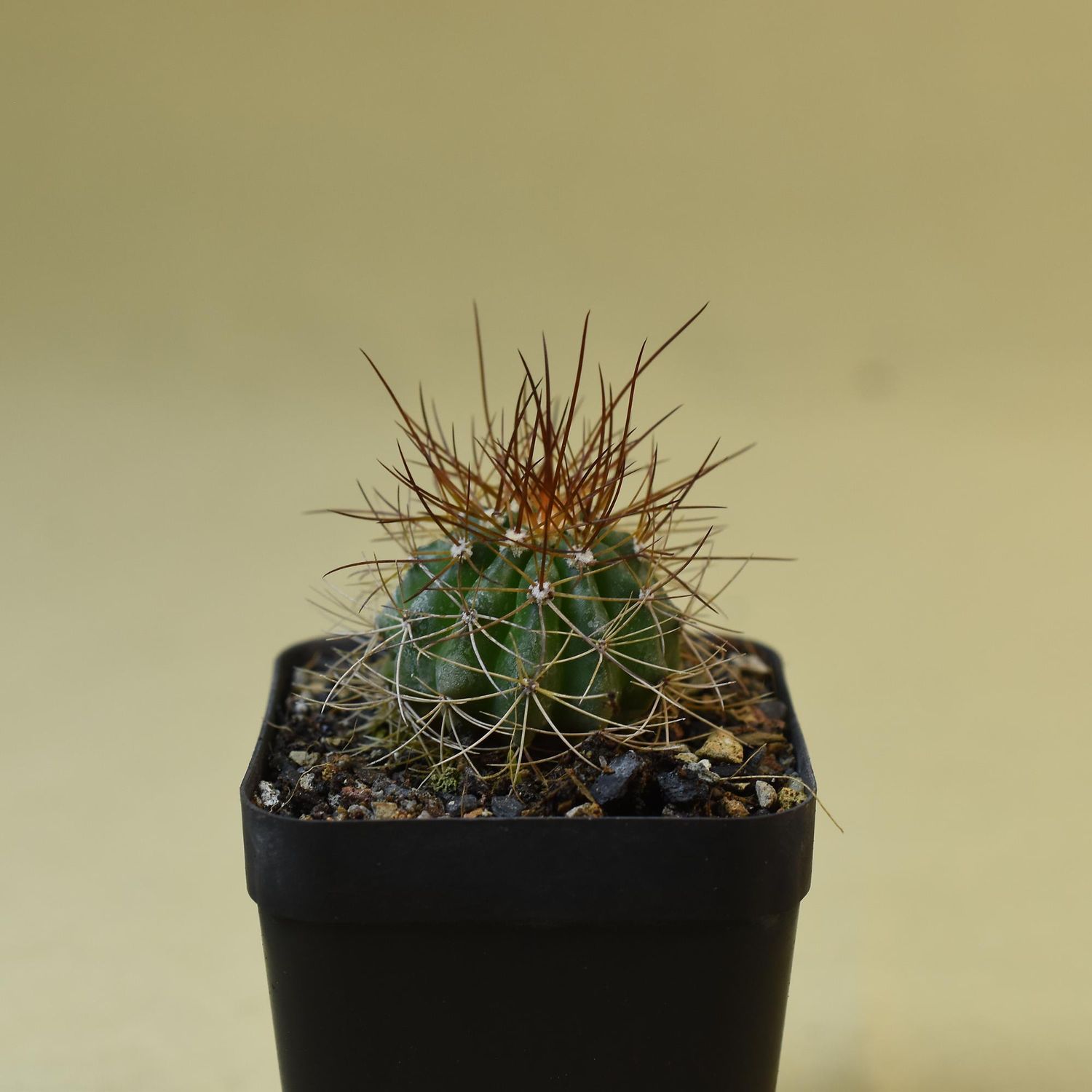 Melocactus ernestii longispinus