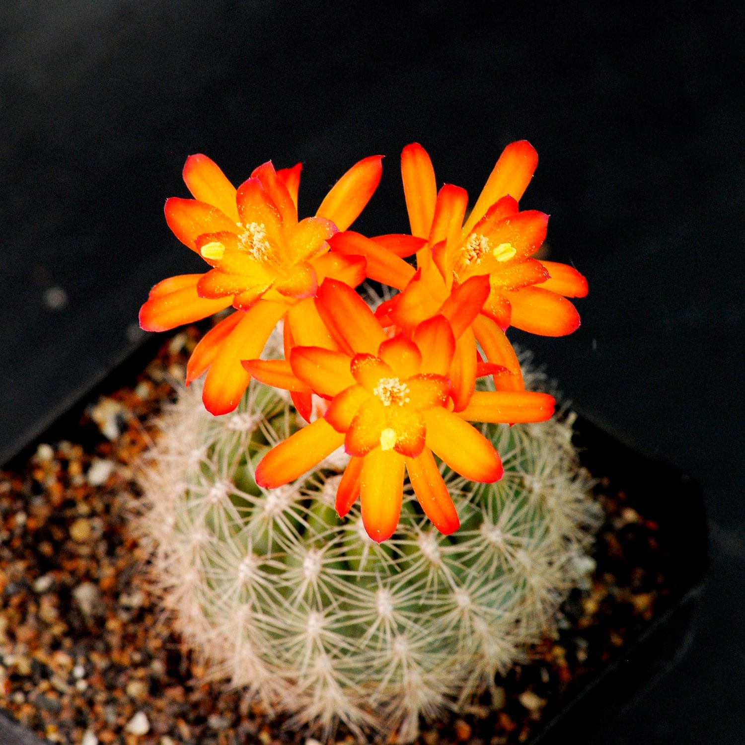 Matucana Haynei Subs. Myriacantha in bloom with bright orange flowers