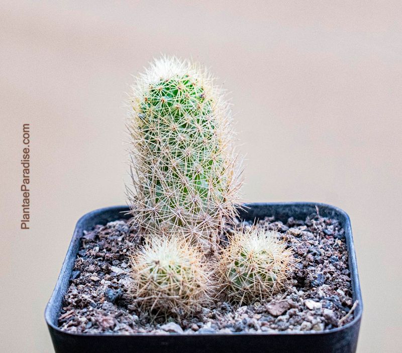 Escobaria roseana SB 277 (Los Imagines)