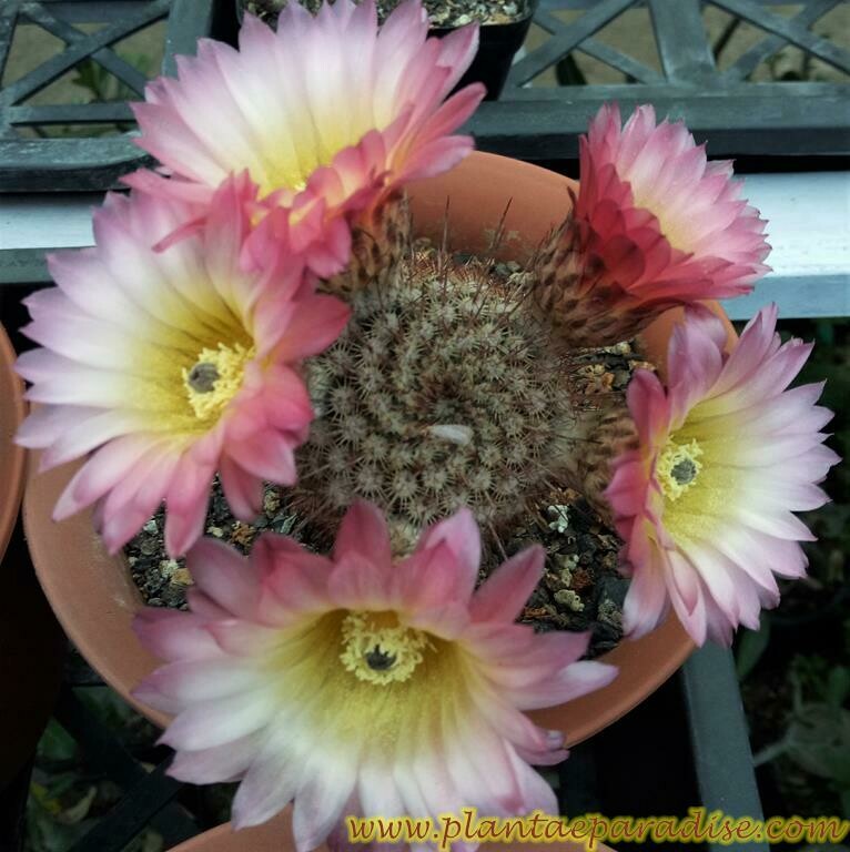 Notocactus Rutilans in bloom, potted