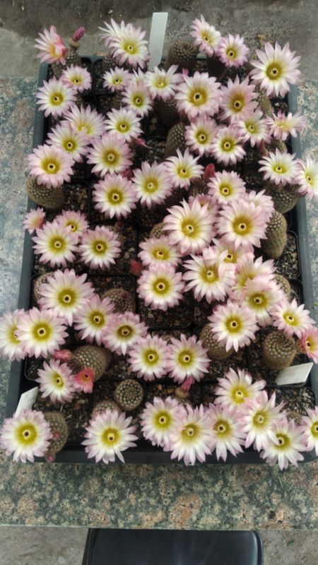 Notocactus Rutilans nursery tray, multiple plants in bloom