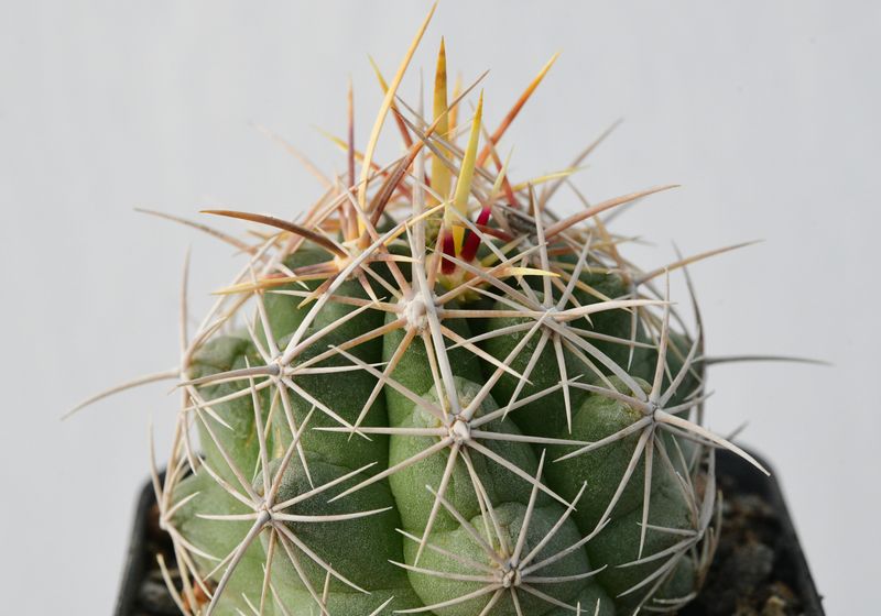 Thelocactus Bicolor subs. heterochromus close-up of spines