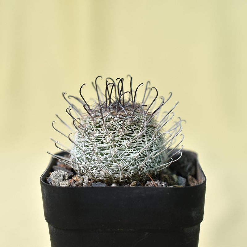Mammillaria Grahamii Syn: Mammillaria Microcarpa front view