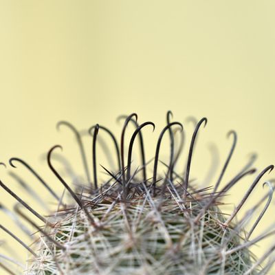 Discover Mammillaria Grahamii Microcarpa Today