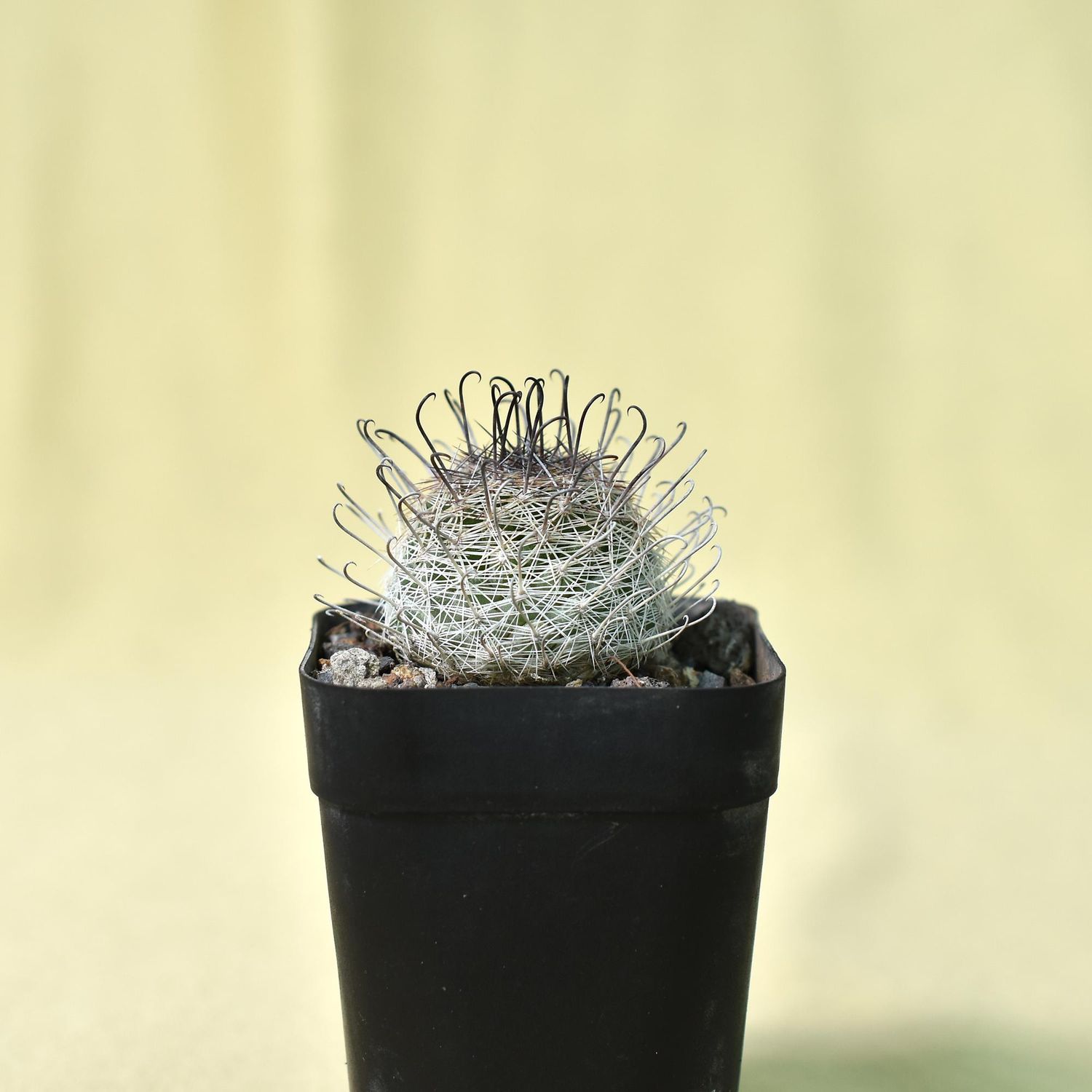 Discover Mammillaria Grahamii Microcarpa Today
