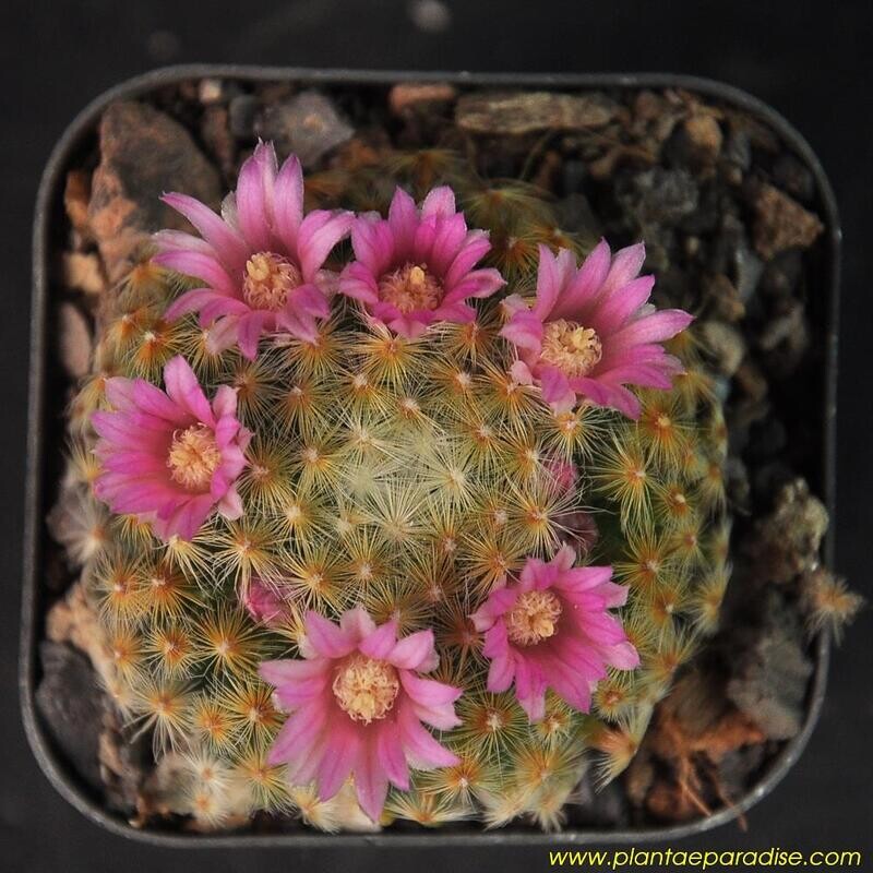 Mammillaria Carmenae in bloom with pink flowers