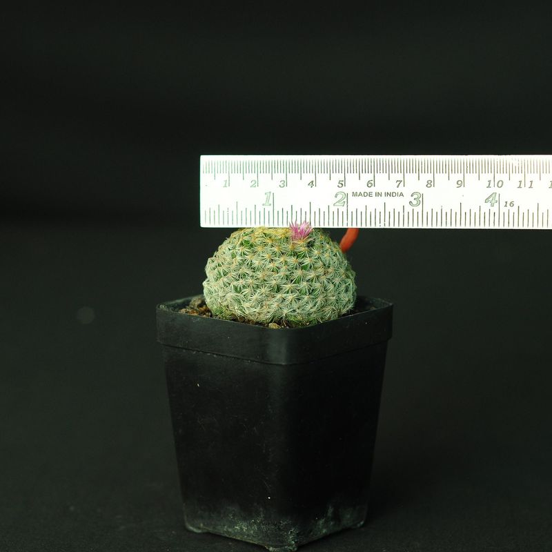 Mammillaria Carmenae with ruler for size reference
