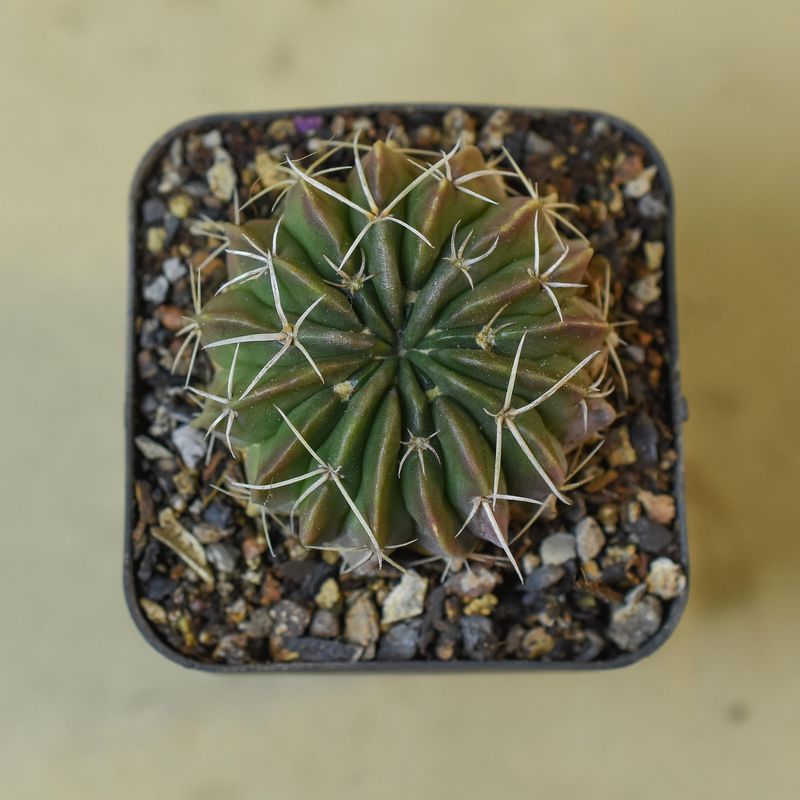 peruvian apple cactus fruit Cereus Peruvianus (Peruvian Apple Cactus)