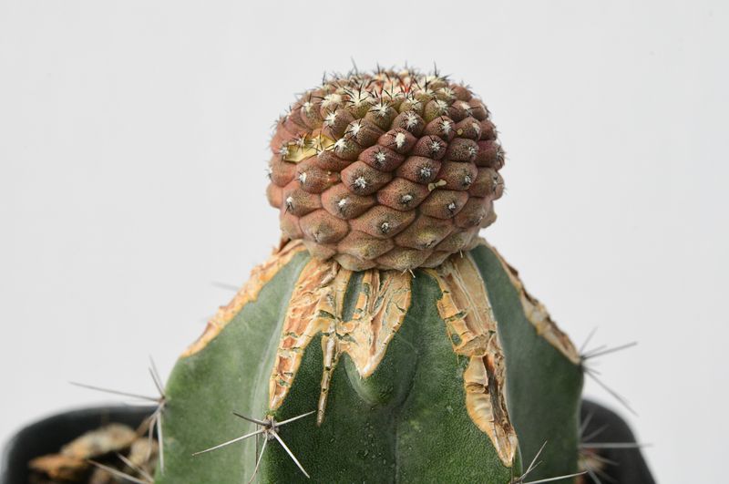 Copiapoa Hypogaea Var. Barquitensis Lizard Skin Cactus