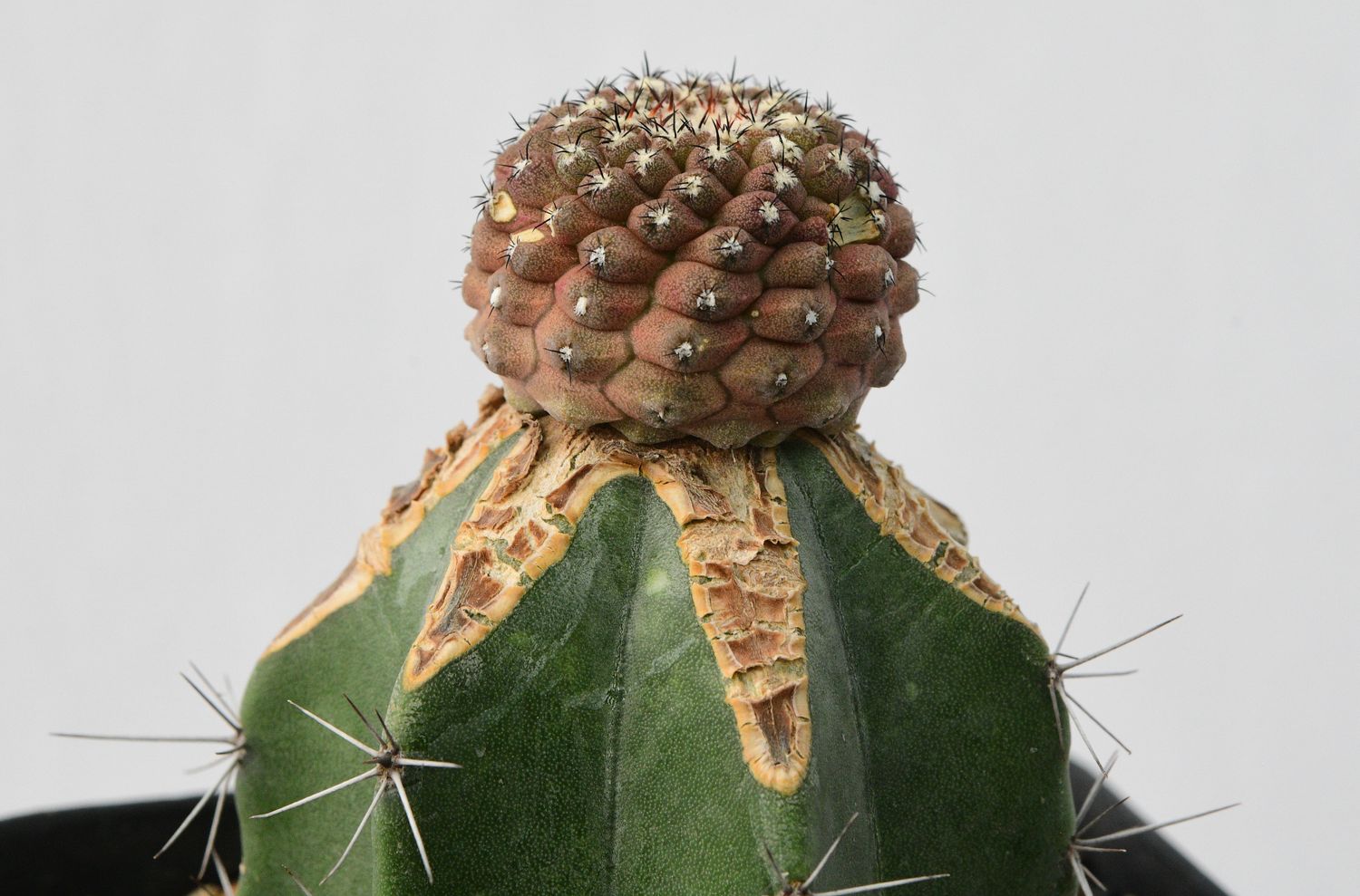 Copiapoa