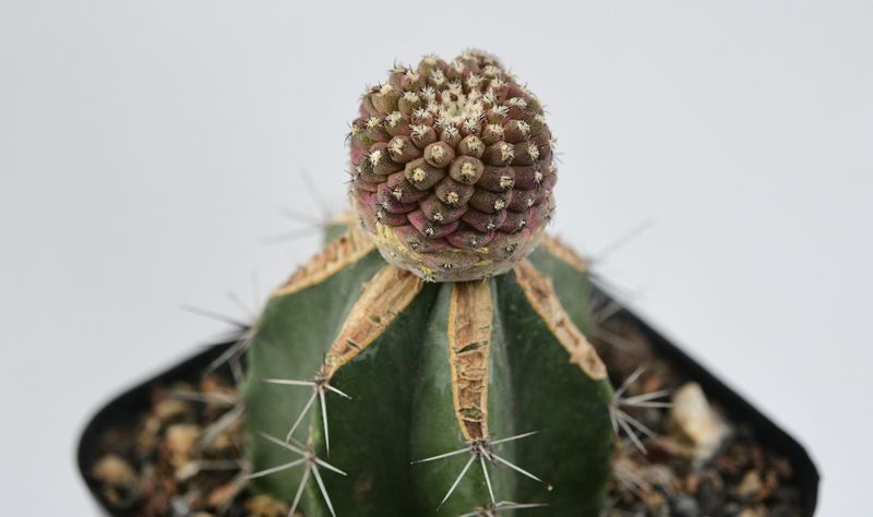 Copiapoa Hypogaea Var. Barquitensis Lizard Skin Cactus