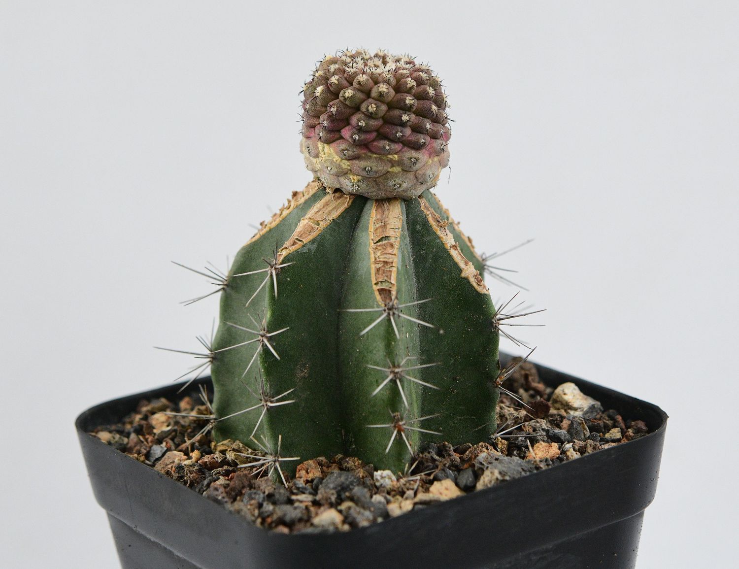 Copiapoa Hypogaea Var. Barquitensis Lizard Skin Cactus Copiapoa Hypogaea Var. Barquitensis Lizard Skin Cactus full plant view