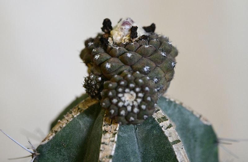 Copiapoa hypogaea Var. barquitensis Lizard Skin Cactus Copiapoa hypogaea Var. barquitensis Lizard Skin Cactus close-up of crown and offsets