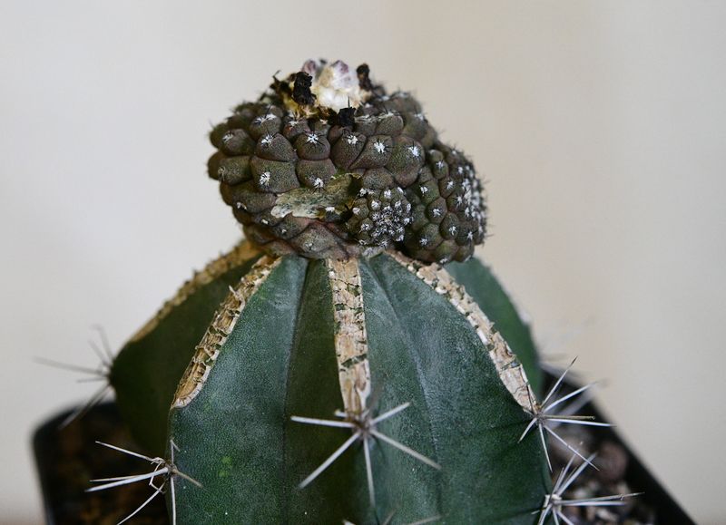 Copiapoa hypogaea Var. barquitensis Lizard Skin Cactus top-down view of clustered heads