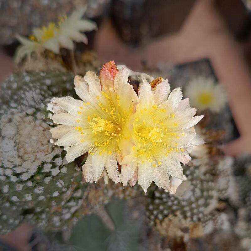 Copiapoa tenuissima F. Monstruosa in bloom with pale yellow flowers